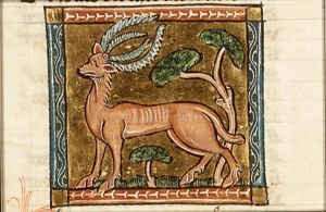 Calepus