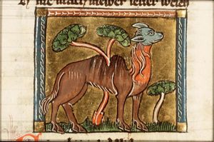 Camelus pardalis (giraffe)