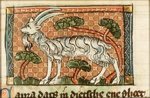 Capra (goat)