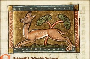 Capreola (female goat)