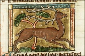 Cervus (stag)