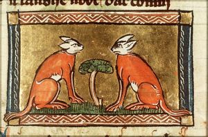 Crisetecus