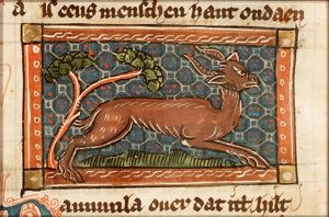 Dammula (fallow-deer)