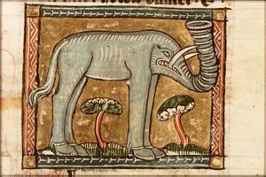 Elephas (elephant)