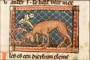 Ibex