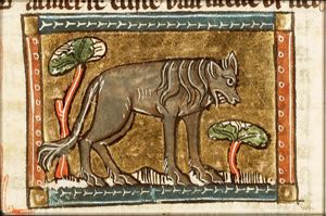 Iena (hyena)