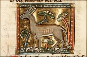 Mulus (mule)