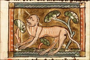 Mamonetus