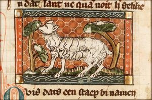Ovis (sheep)