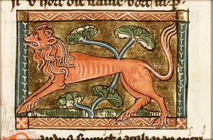 Pardus (leopard)