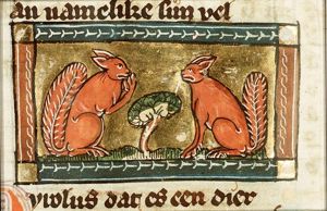 Pirolus (squirrel)
