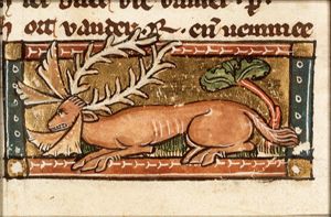 Rangium (kind of deer)