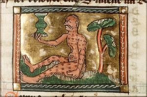 Symea (monkey)