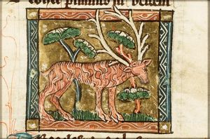 Tragelafus (antelope)