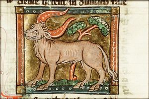 Urun (ox)