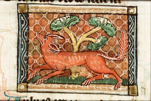 Vulpes (fox)