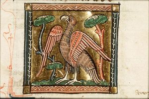 Aquila (eagle)