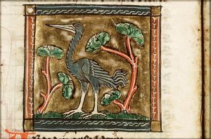 Ardea (heron)