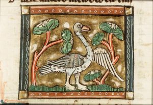 Ancer (goose)