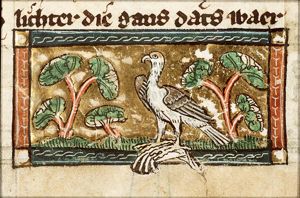 Accipiter (hawk)