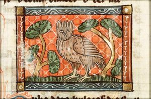 Bubo (owl)