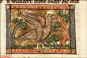 Buteus (hawk)