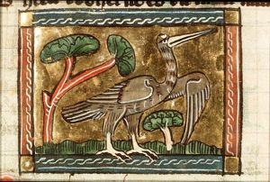 Butorius (bittern)