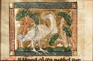 Caladerus