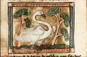 Cignus (swan)