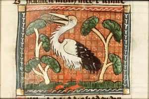 Cyconia (stork)