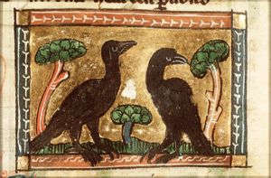 Corvus (raven)