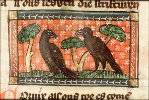 Cornix (crow)
