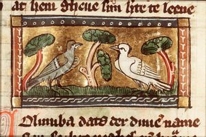 Columba (pigeon)