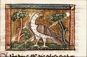 Erodius (falcon)