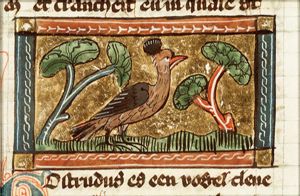 Grostrudris