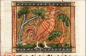 Gallus (cock)