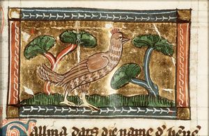 Gallina (hen)