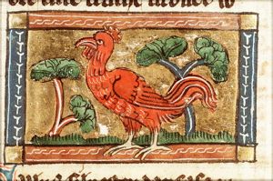Gallus silvester (pheasant)