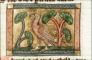 Garrulus (jay)