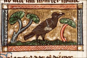 Graculus (rook)
