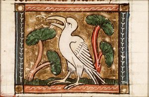 Ibis