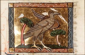 Ibis