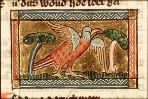 Isida (kingfisher)