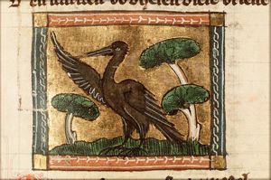 Morpex (cormorant)