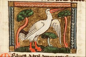 Meauca (gull)