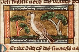 Merulus (blackbird)