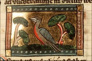 Merops (bee-eater)