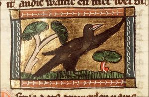 Merula (blackbird)