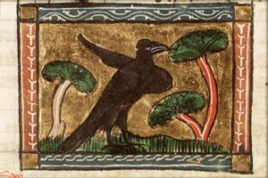 Monedula (jackdaw)