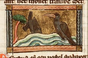 Mergus (merganser)